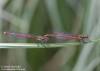 šidélko ruměnné (Vážky), Pyrrhosoma nymphula, Zygoptera (Odonata)